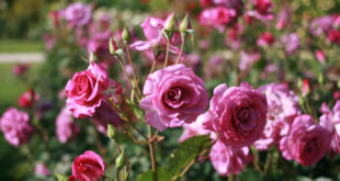 Rose garden Chandigarh city